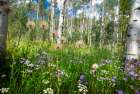 USA-Colorado Wildflowers in a grove of Aspen trees Art Print